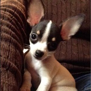 Meet your Posher, Dawn